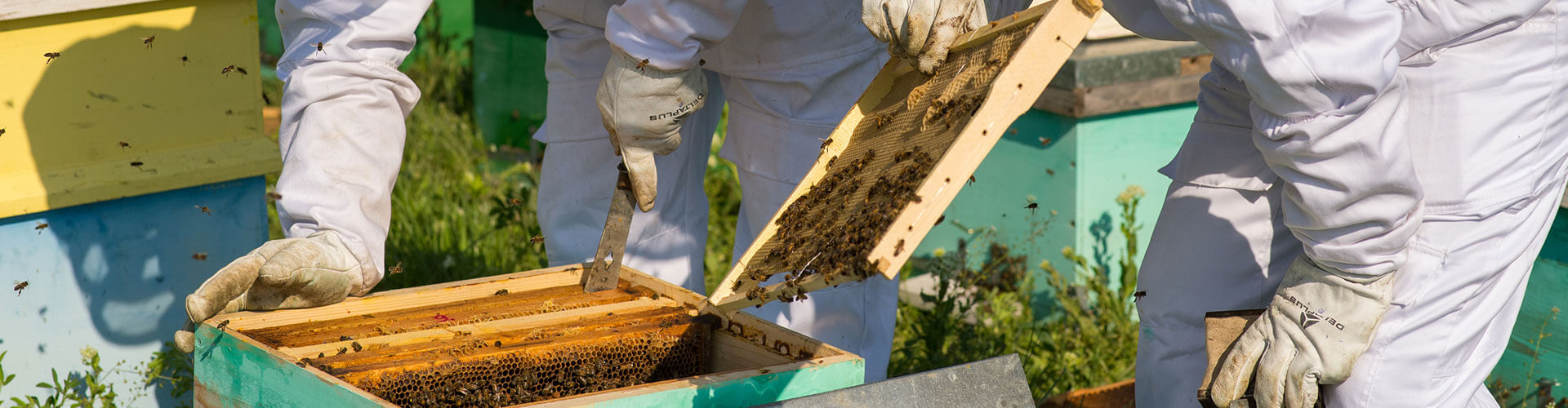 Mira Mesa Bee Removal, Bee Hive Removal and Honey Bee Removal