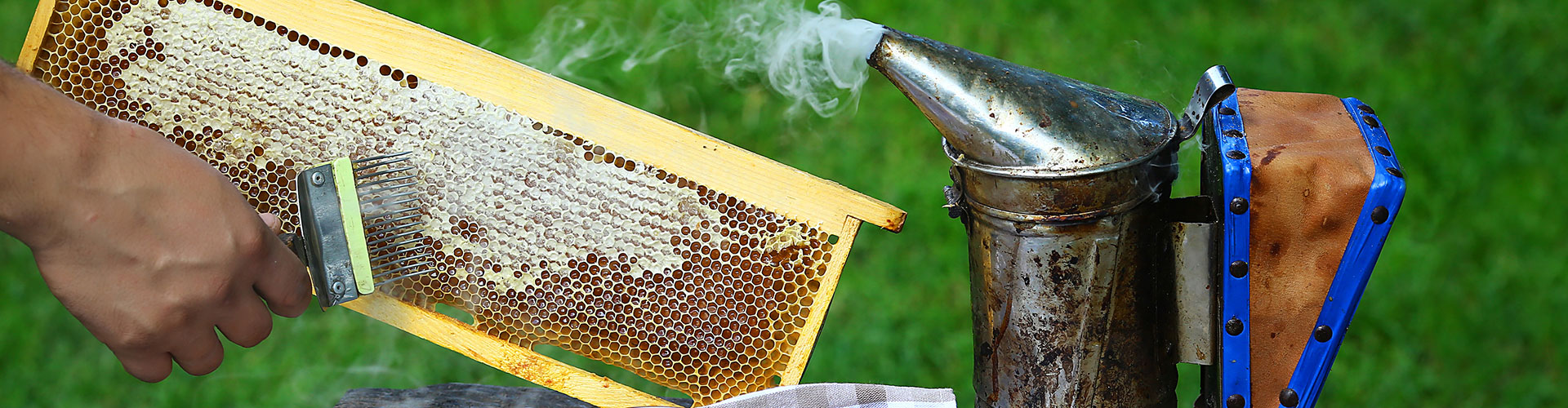 Scripps Ranch Bee Removal, Bee Hive Removal and Honey Bee Removal